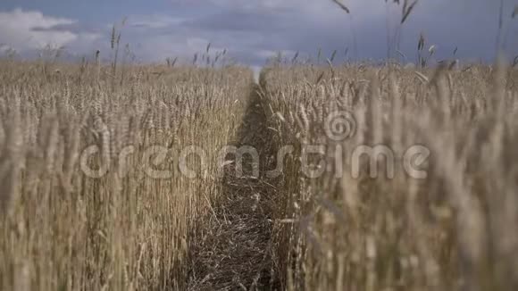 在田里清理小麦移动摄像机户外视频的预览图