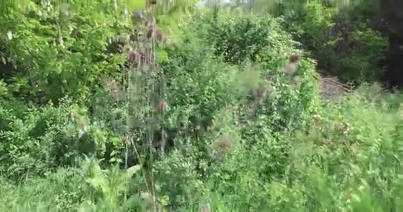 野茶或满茶在风中摇摆绿色森林灌木在背景视频的预览图