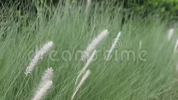 迷你花草被风吹动绿色背景视频的预览图