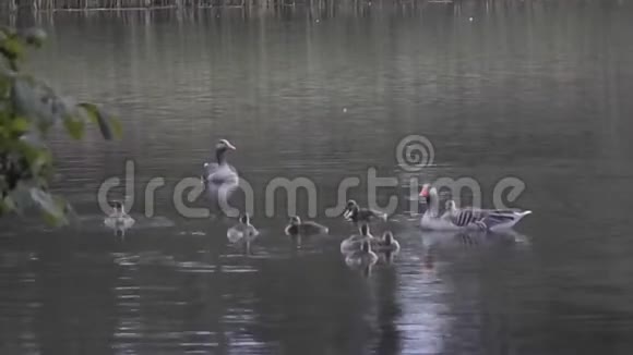 苏格兰科斯特河的赫塞尔一个鹅的家族视频的预览图