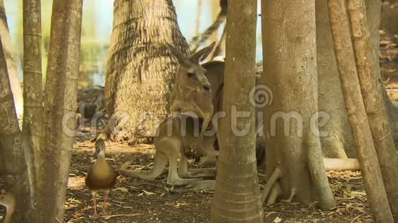 袋鼠妈妈在一片树林里照料一只小山羊视频的预览图