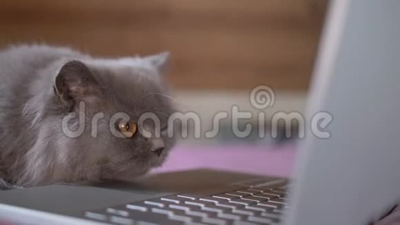 猫认真仔细地看着正在研究笔记本电脑上的东西视频的预览图