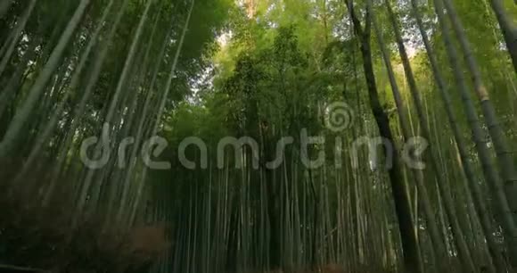 京都竹林倾斜起来视频的预览图