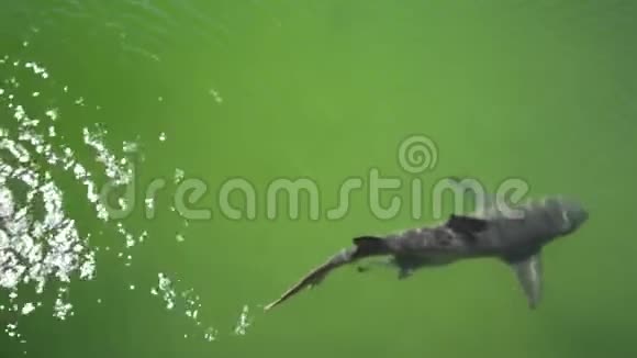 两只柠檬鲨鱼视频的预览图