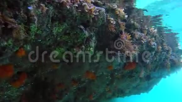橙色太阳珊瑚视频的预览图