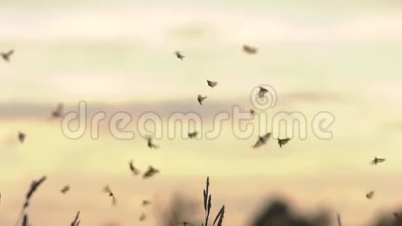 日落背景下的飞蛾视频的预览图