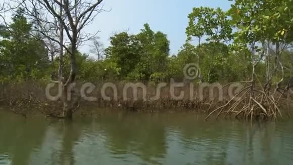 分散的红树林灌木康伊河缅甸视频的预览图