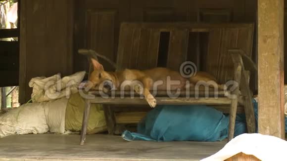 缅甸一只在木椅上睡着的乡村狗视频的预览图