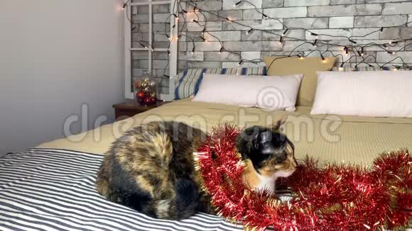 漂亮的深色家猫躺在一张床上床上装饰着节日装饰和灯光视频的预览图