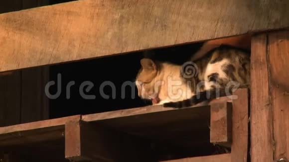 在缅甸巴根一只可爱的乡村猫手抱在一起视频的预览图