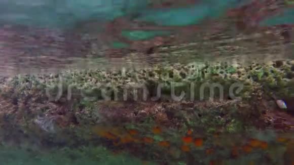 橙色太阳珊瑚视频的预览图