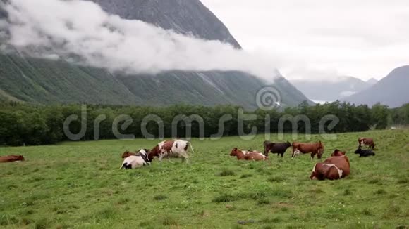 一群牛在挪威的一片山地草地上放牧视频的预览图