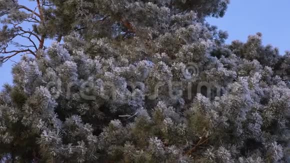 冬天的森林里高大的松树覆盖着白色的霜霜在蓝天上视频的预览图