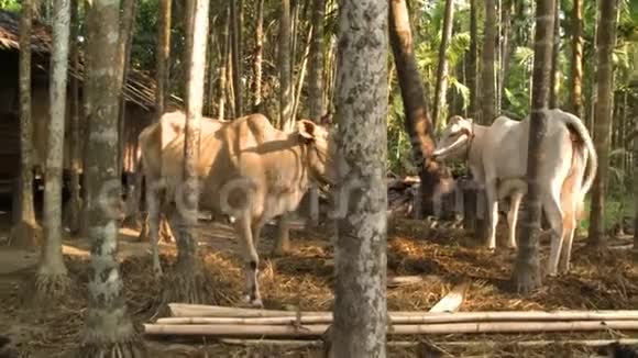 缅甸农村森林之家的奶牛视频的预览图