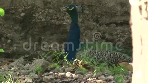 海地地震一棵树附近岩石中的两个孔雀视频的预览图