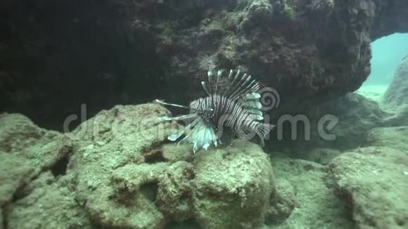 狮子鱼蝴蝶鳕鱼羽毛鳍一只狮子鱼视频的预览图