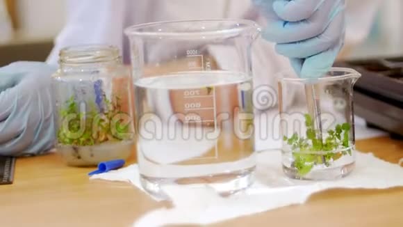 生物技术和遗传工程一个在试管中与植物样品一起工作的劳动力将样品放入水中视频的预览图