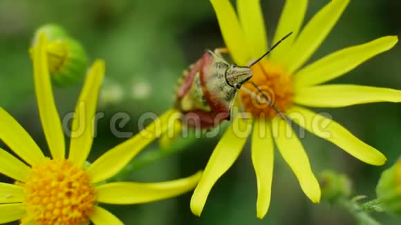 野地黄花黄红甲虫栖息视频的预览图