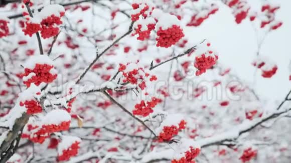 降雪后冬季森林中的雪树在城市公园里雪覆盖着树木和树枝上面有红色的浆果视频的预览图