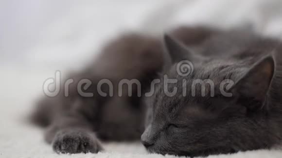 毛茸茸的灰猫躺在沙发上很伤心视频的预览图