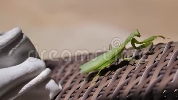 绿色的螳螂慢慢地爬在木板床上视频的预览图