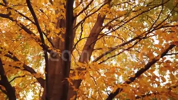 满是橙色叶子的树视频的预览图