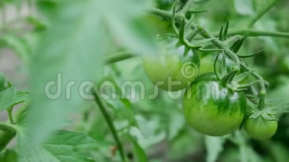 温室中生长的绿色番茄组视频的预览图