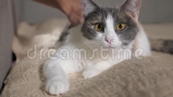 男人用美丽的眼睛抚摸漂亮的多色猫视频的预览图