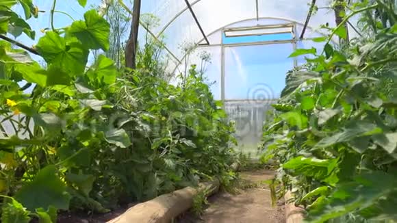 黄瓜和西红柿的幼苗在一个明亮宽敞的温室里生长环境环保视频的预览图