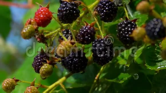 成熟多汁的黑莓挂在雨中的树枝上视频的预览图