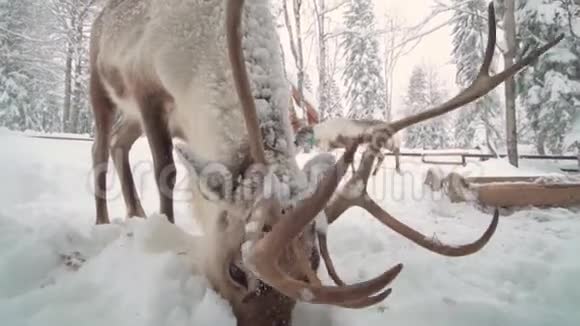 梅花鹿用鼻子移动雪和土壤吃觅食的叶子视频的预览图