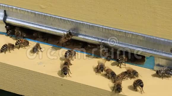 蜂巢的入口视频的预览图