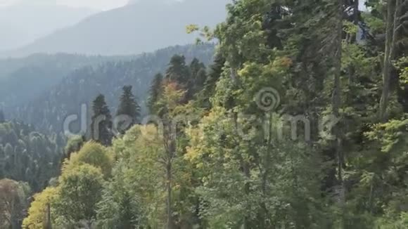 金色秋林覆盖的高山坡视频的预览图