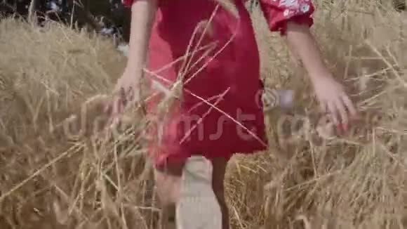 未被认出的年轻女孩走过一片田野手摸着麦穗享受大自然的无忧无虑的妇女视频的预览图