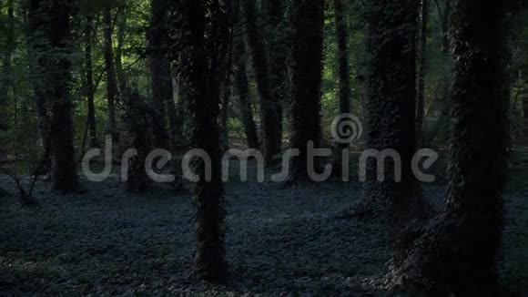 深绿色森林常春藤阳光明媚视频的预览图