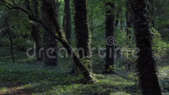 深绿色森林常春藤阳光明媚视频的预览图