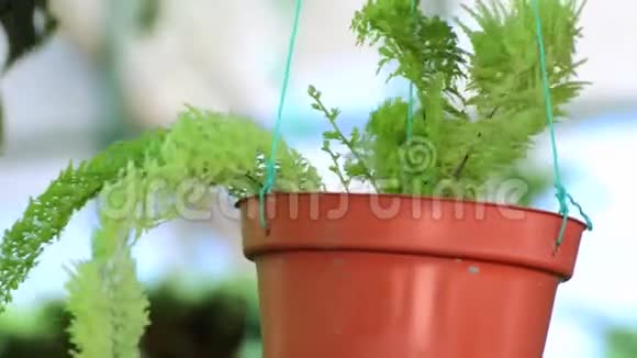 蕨类植物挂在盆里视频的预览图