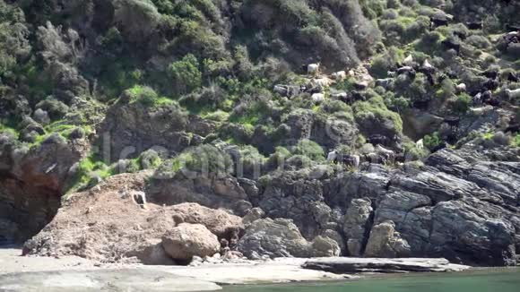 一群山羊和一只雌性牧羊人在悬崖上视频的预览图