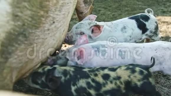 特写三只有斑点的家养猪喝母乳视频的预览图