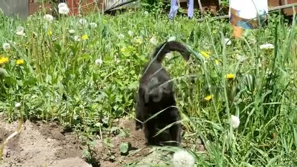 毛茸茸的黑猫用前爪在院子里挖地视频的预览图