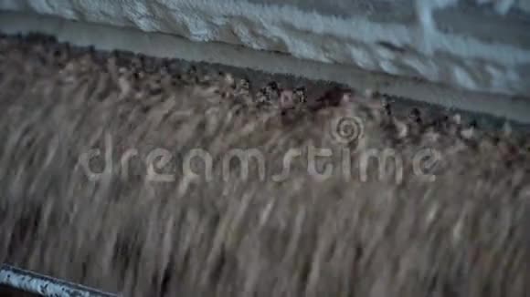 近景宠物食品谷物粉碎机工厂混合饲料生产线视频的预览图