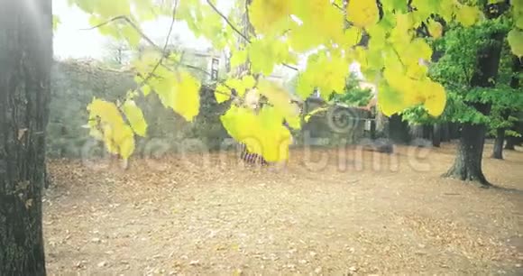 森林树木和绿春夏黄叶视频的预览图