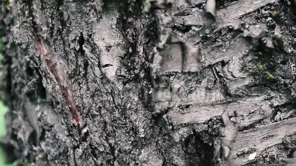 树的树皮靠近令人印象深刻的美丽树皮的树垂直全景视频的预览图