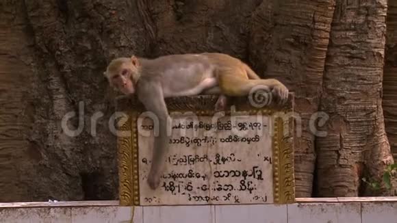 一只猴子躺在信息标志上视频的预览图