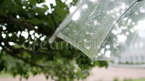 雨滴在透明的伞上背景是绿色的树叶视频的预览图