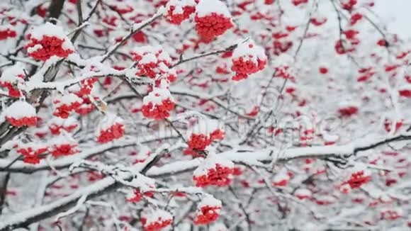 在一个城市公园里雪覆盖了树和树枝上的红色浆果雪后冬季森林中的雪树视频的预览图