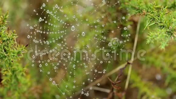 带雨的蜘蛛网在一种多刺的野生植物上视频的预览图