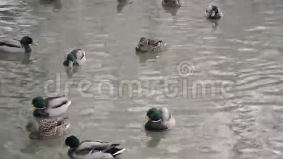 鸭子和鸭子在河里游泳视频的预览图