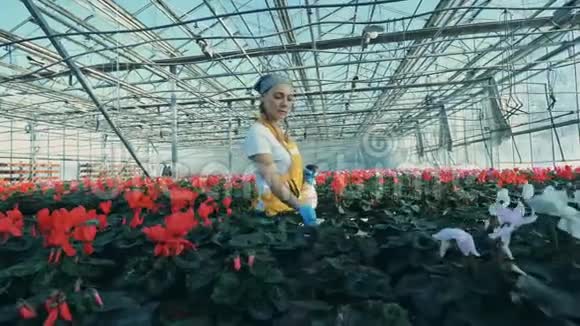 一个温室工人用花盆浇花用喷雾瓶视频的预览图