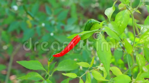 辣椒树上的红辣椒视频的预览图